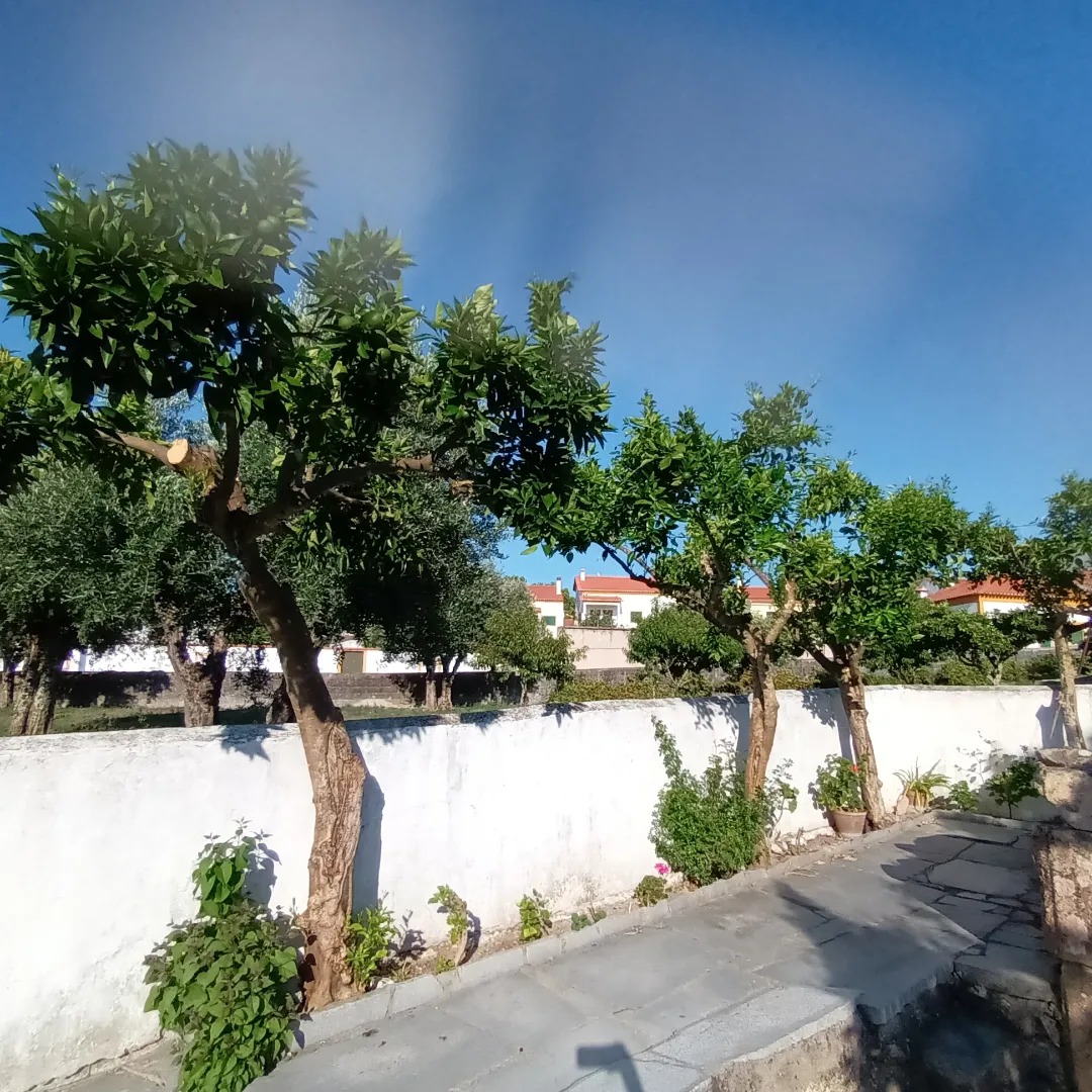 Limpeza de árvores na Vila